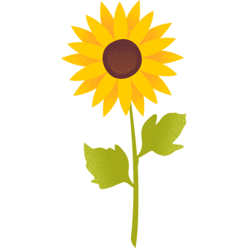 Sunflower-Learn Plants Names