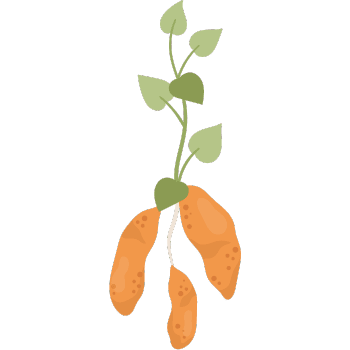 Sweet Potato