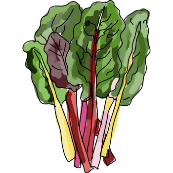 Swiss Chard-Learn Plants Names