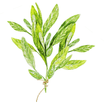 Tarragon