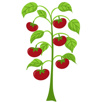 Tomato-Learn Plants Names