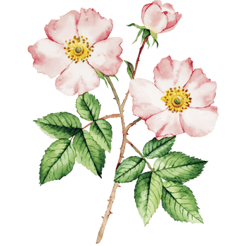 Wild Rose