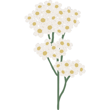 Yarrow