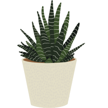 Zebra Plant