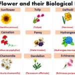 Scientific Names of Flowers