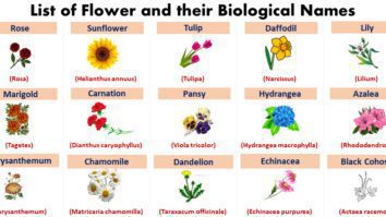 Scientific Names of Flowers