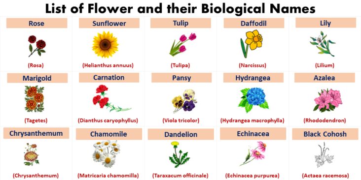 alphabetical list of flowers