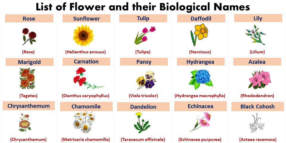 Flowers Scientific Names With English