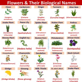 Flowers Scientific Names with English Names • Englishan