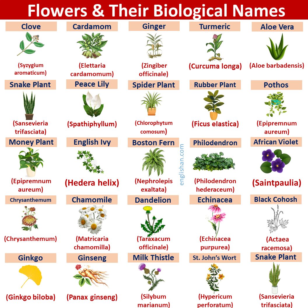 Flowers Scientific Names With English
