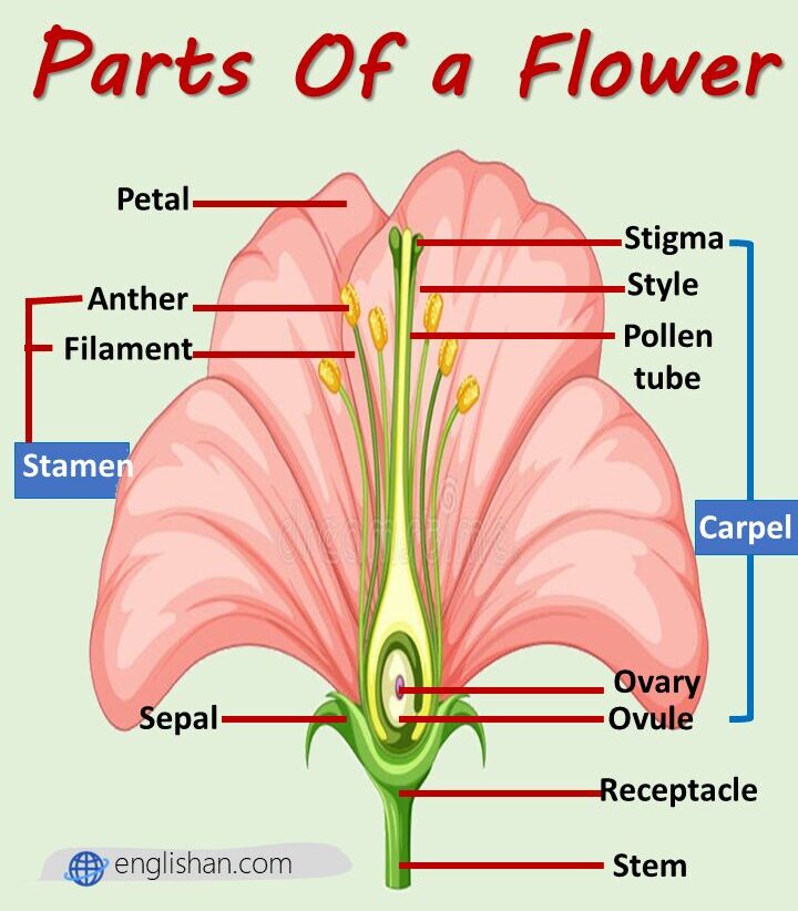 Parts of a Flower Diagram