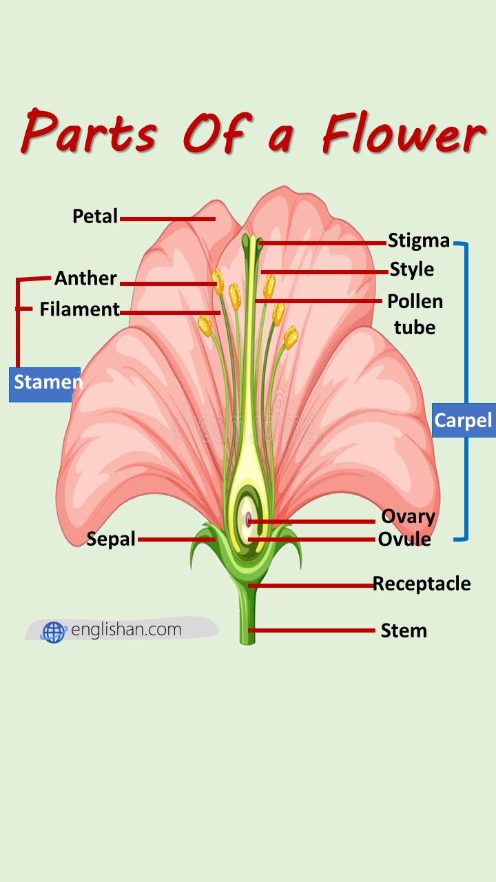 Parts of a Flower Diagram