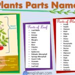 Plants Parts Names