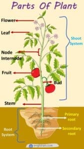 Plants Parts Names - All Parts of Plants • Englishan