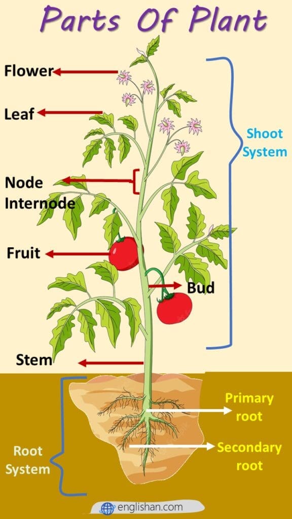 Plants Parts Names - All Parts of Plants - Englishan