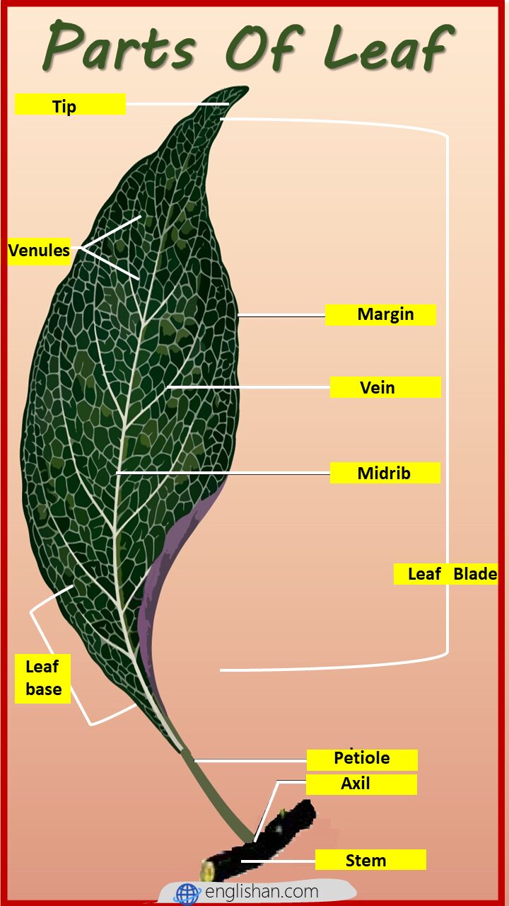Main Parts of a Plant, Their Functions, Structure, Diagram