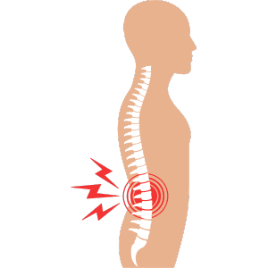 Spine (Vertebral Column)