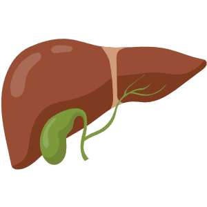 Gallbladder