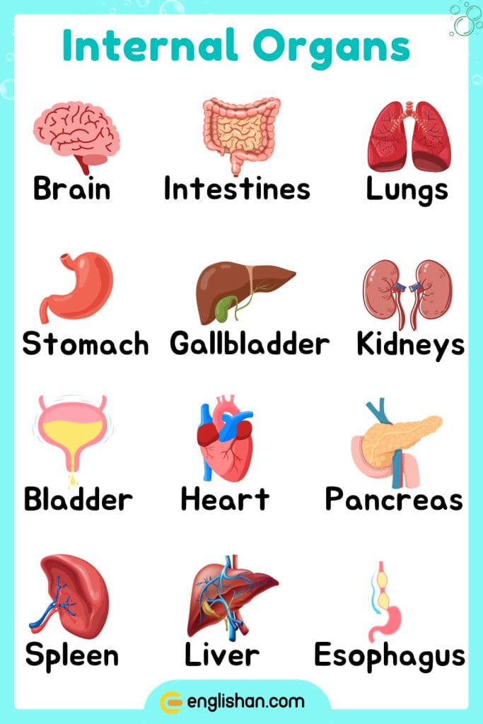 Internal organs parts of body name in English for educational use