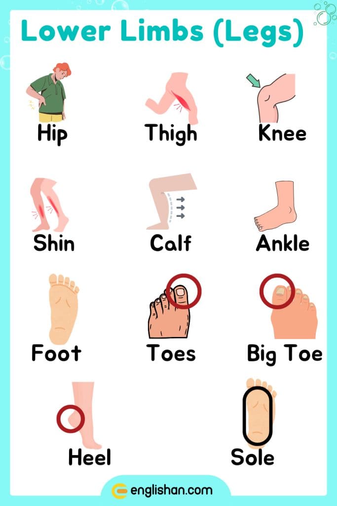 Lower limbs parts of body name in English for anatomy understanding