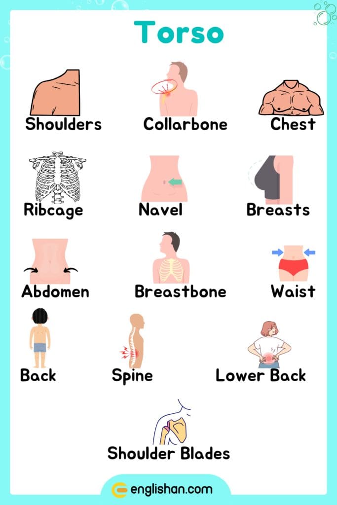 Torso parts of body name in English for anatomy learning