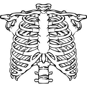 Ribcage