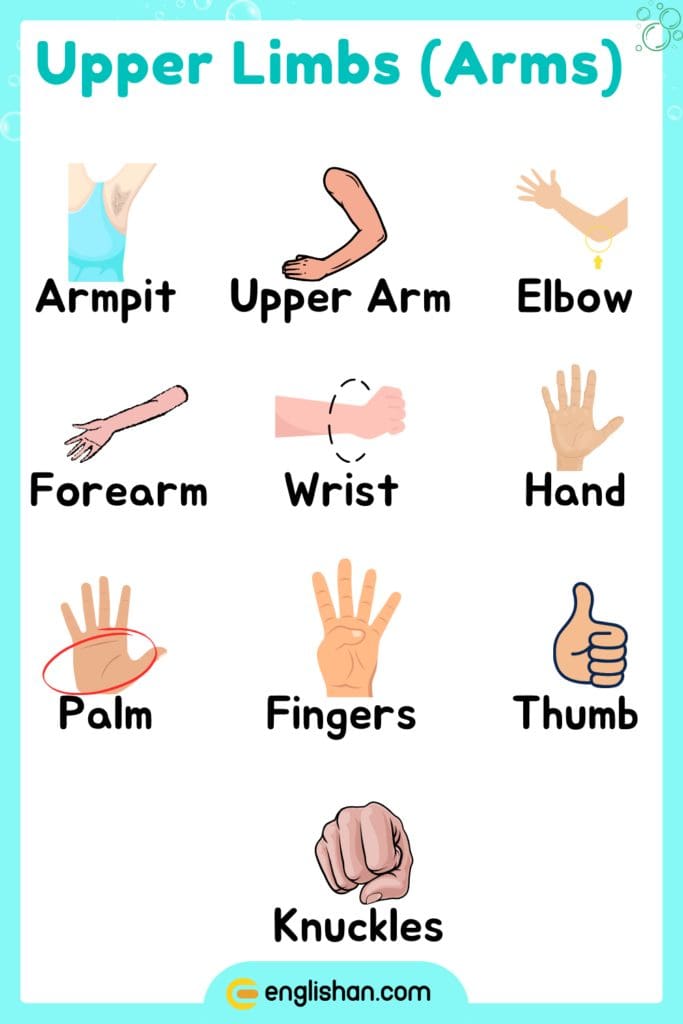 Upper limbs parts of body name in English for anatomy learning