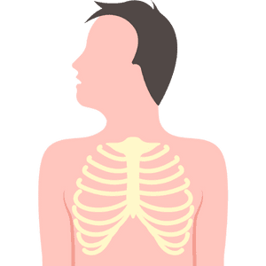 Breastbone (Sternum)