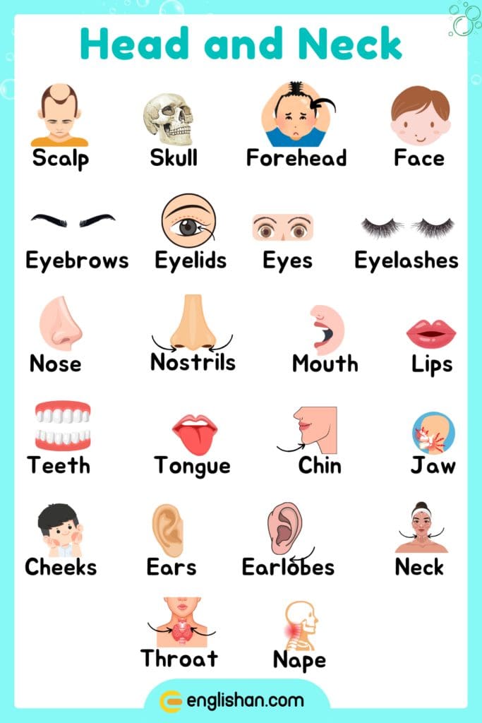 Head and neck parts of body names in English for anatomy learning