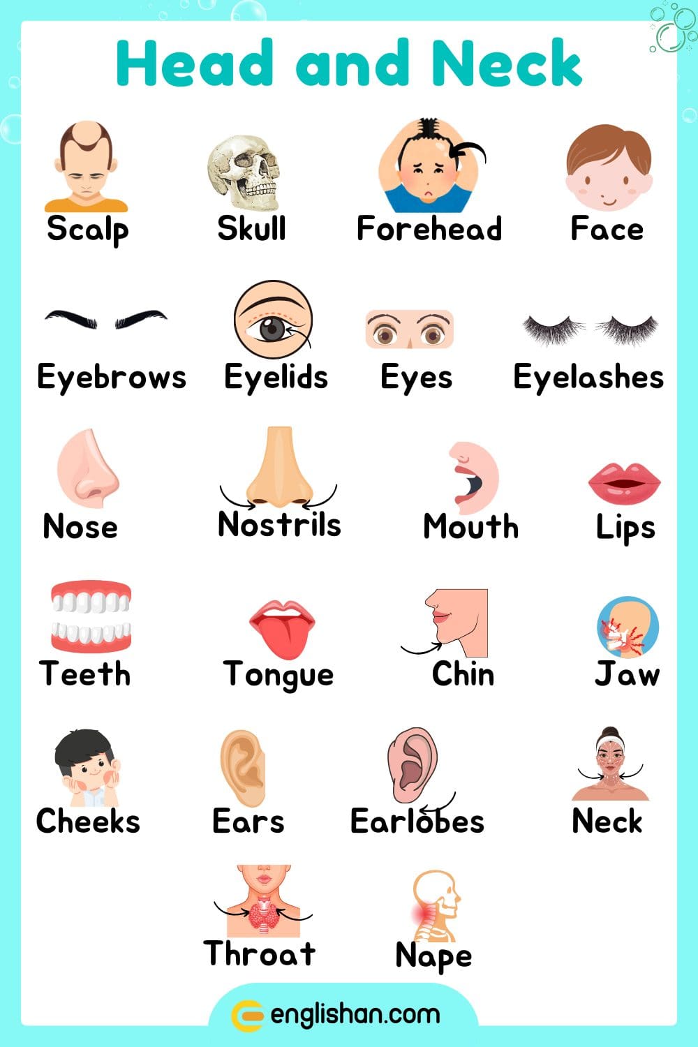 parts-of-body-name-in-english-with-visuals-englishan