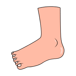 Ankle