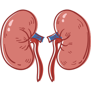 Kidneys