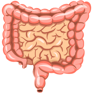 Intestines