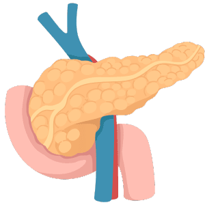 Pancreas