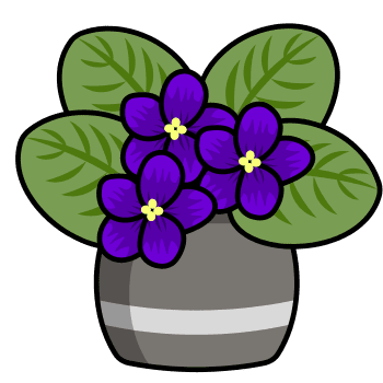 African Violet