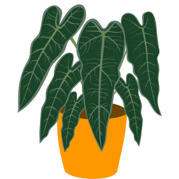 Alocasia Polly