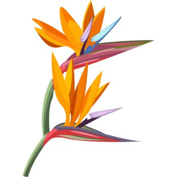 Bird of Paradise-Learn Indoor Plants Names