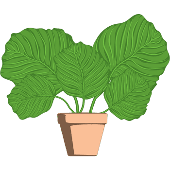 Calathea Orbifolia