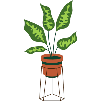 Chinese Evergreen