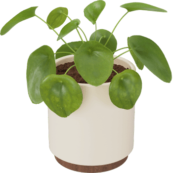 Chinese Money Plant