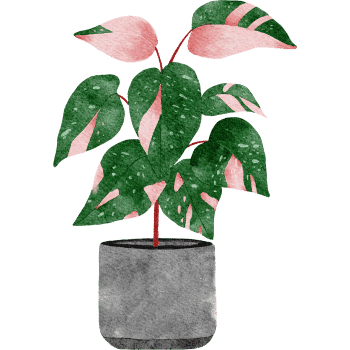 Christmas Cactus-Learn Indoor Plants Names