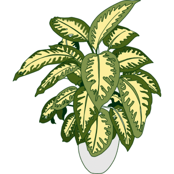 Dieffenbachia