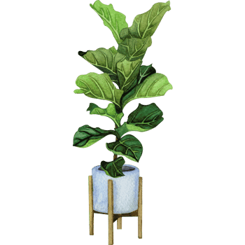 Fiddle Leaf Fig