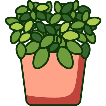 Fittonia-Learn Indoor Plants Names