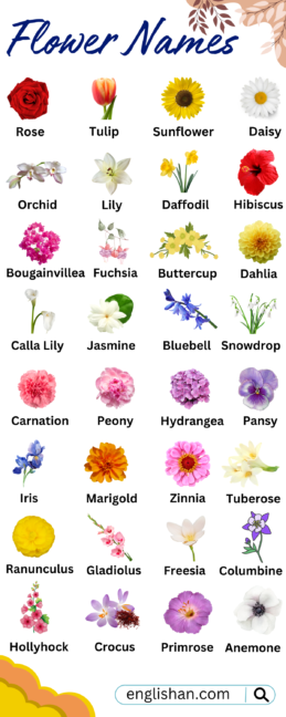 Flowers Names in English with Pictures • Englishan