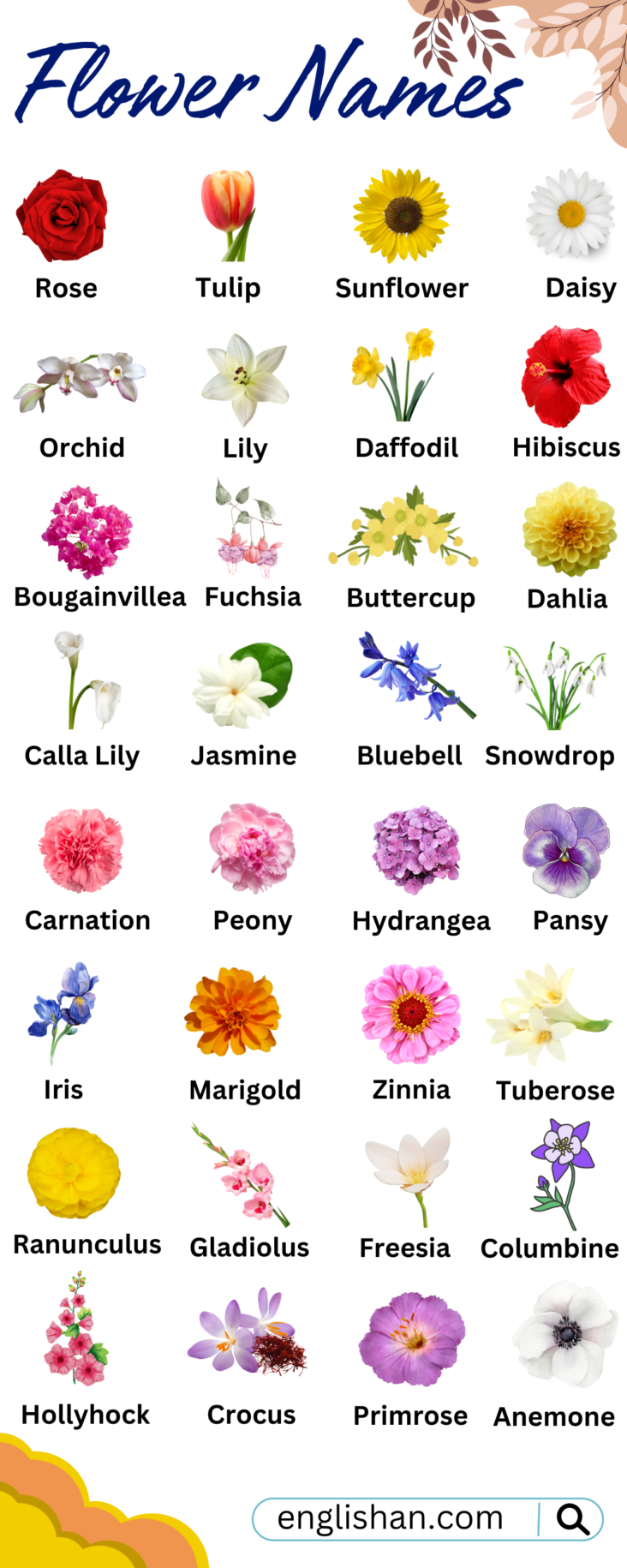 All Flowers Names in English with Pictures • Englishan