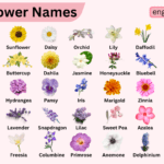 Flower Names List with Pictures
