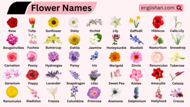 Flowers Names in English with Pictures • Englishan