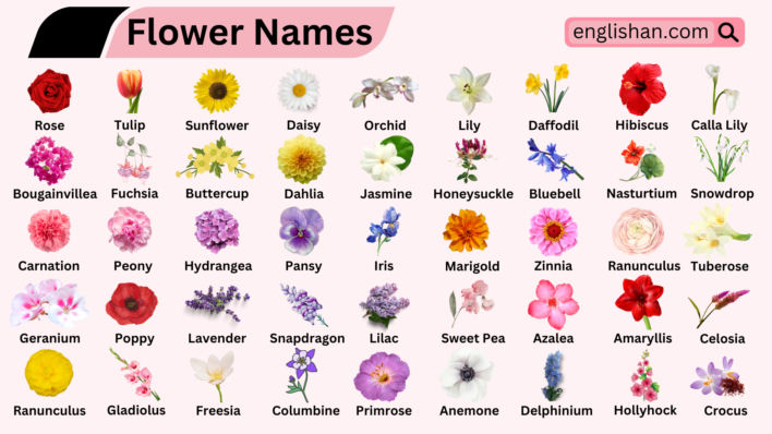 All Flowers Names in English with Pictures • Englishan