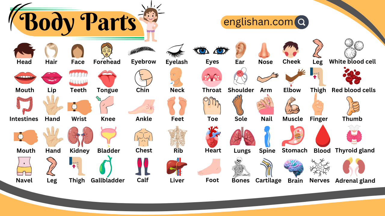 Parts of body name in English for easy learning and understanding